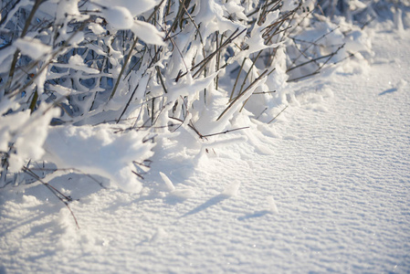 雪覆盖的分支作为抽象背景或冬天风景