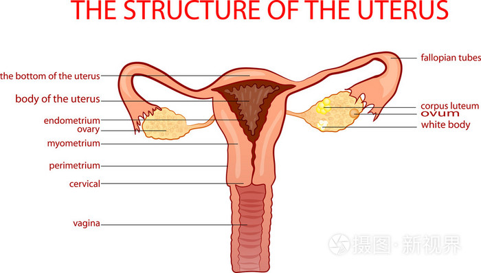 子宫图结构正常图片