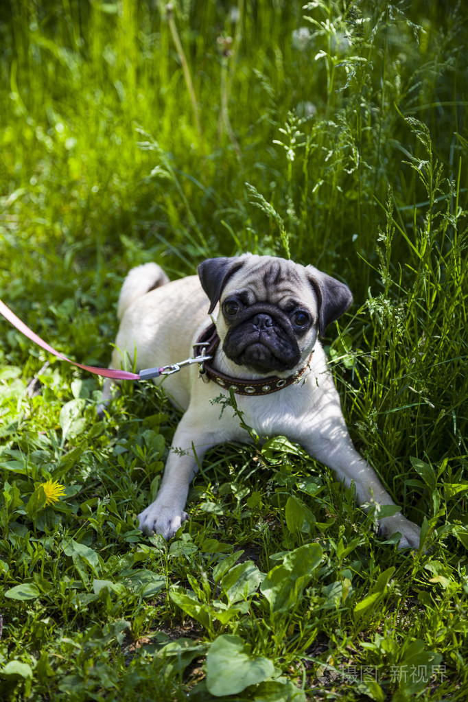 在绿色草地上的小小狗哈巴狗