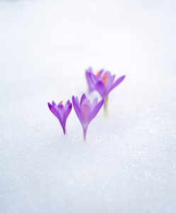 番红花在雪，紫色的春天的花朵。男人的手