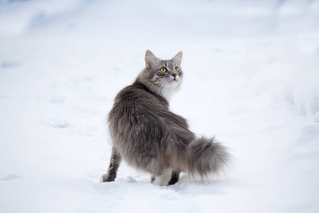 在雪地上只灰色的猫