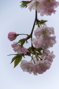 粉色的花树上