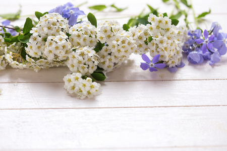 温柔的蓝色和白色的花朵