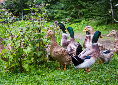 公鸭子一群鸭子和公鸭在池塘里村照片
