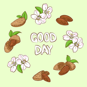 集团的杏仁图片