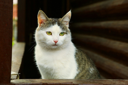 农村块房子背景上的猫图片