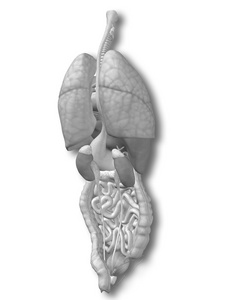 腹部或胸部内脏