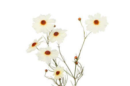 金鸡菊鲜花插画