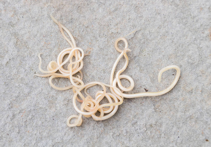 蠕虫蛔虫犬 (也称狗蛔虫) 或寄生蠕虫从小狗在具体背景下, 宠物健康