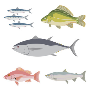 不同类型的鱼图片