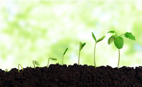 展开地球新生命的成长照片