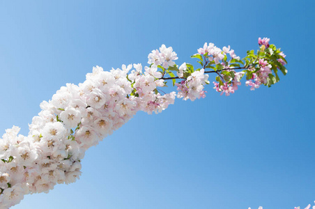 白花花朵盛开的苹果树