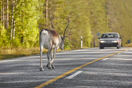 驯鹿在芬兰马路。芬兰的景观。旅行