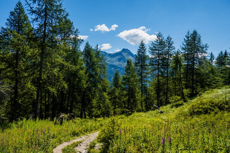 美丽的小路在草地上和 mountainscape 的夏天