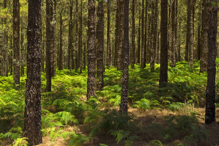 大松的象鼻虫图片