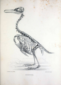 一只鸟的骨架, 插图。Osteologia 杆菌, 或, 骨科鸟的剪影1867