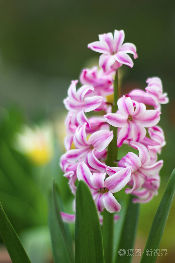 粉红色珍珠荷兰风信子花