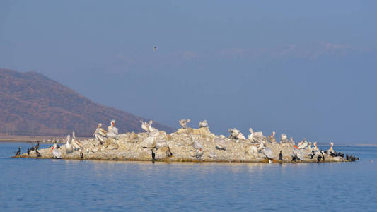 达尔马提亚电影Pelecanus crispus