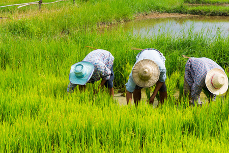 农民在稻田里种稻谷