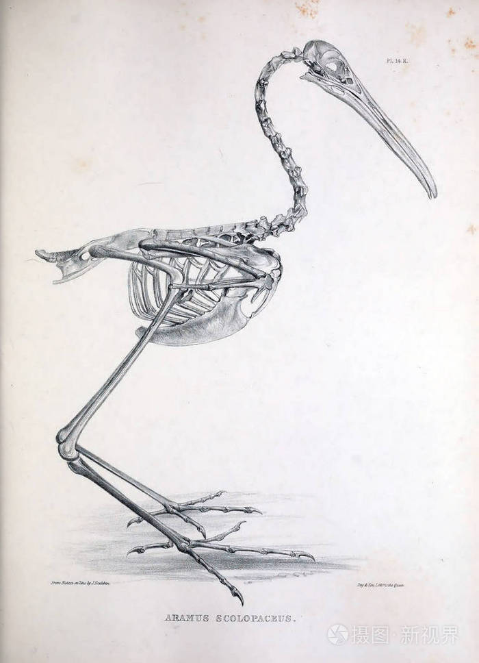 一只鸟的骨架插图osteologia杆菌或骨科鸟的剪影1867