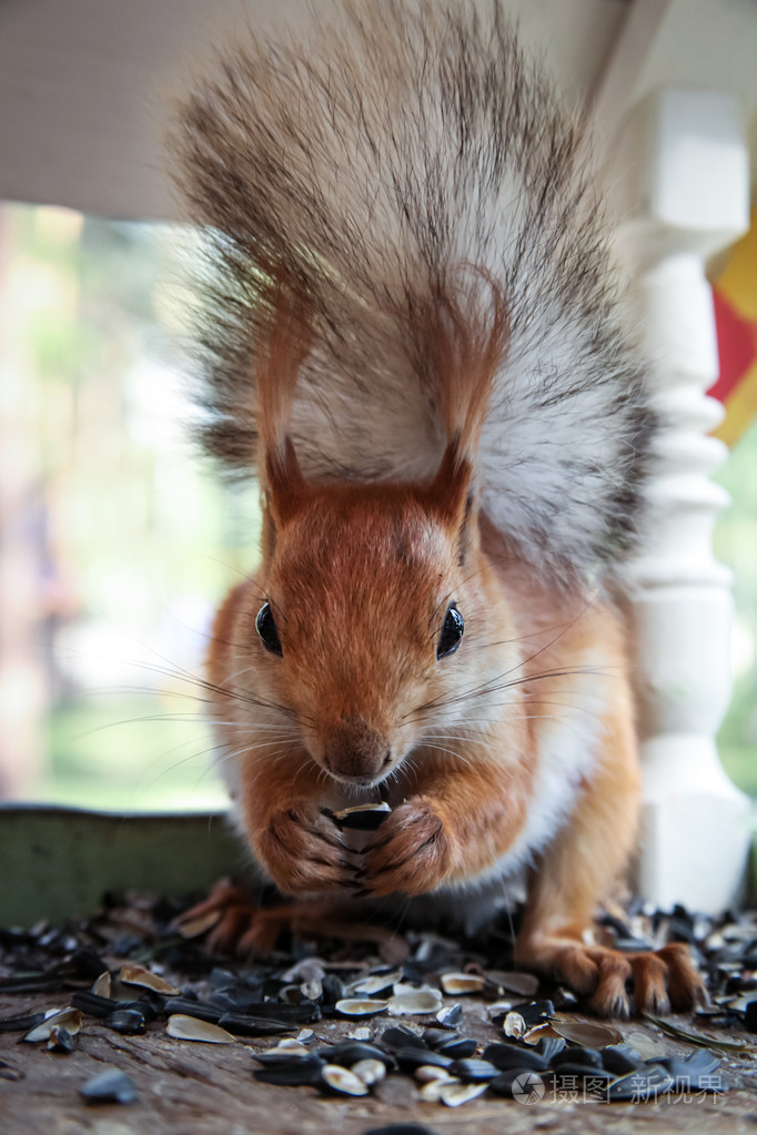 松鼠在马槽里嗑瓜子
