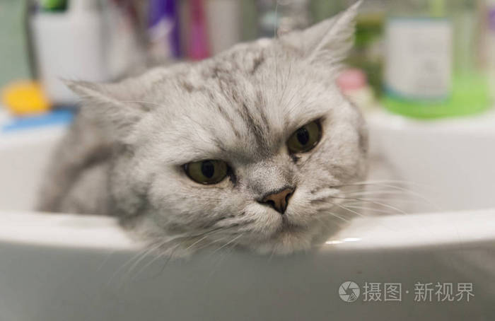 水槽里的猫照片-正版商用图片0em4qj-摄图新视界