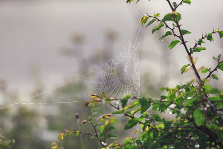 早晨沾满露水的蜘蛛网