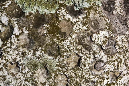 地衣和苔藓覆盖表面的特写纹理