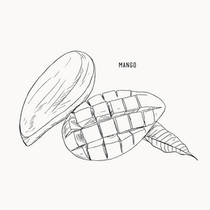 糯米树芒果手工绘制.复古风格照片