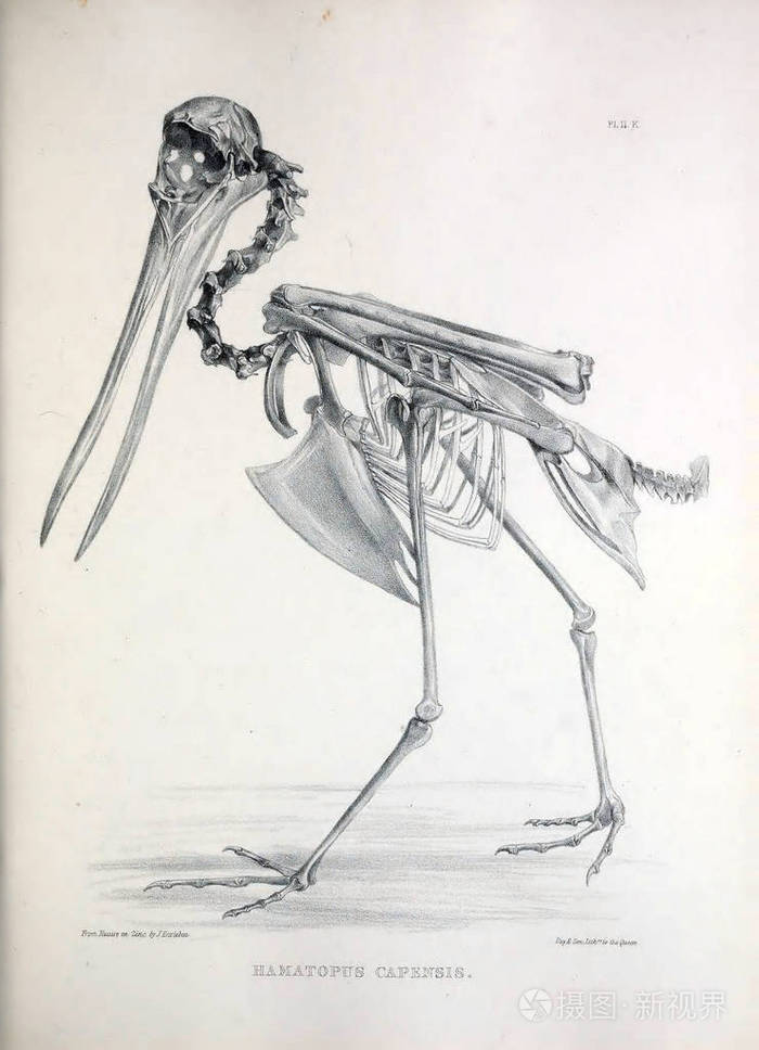 一只鸟的骨架, 插图.osteologia 杆菌, 或, 骨科鸟的剪影1867