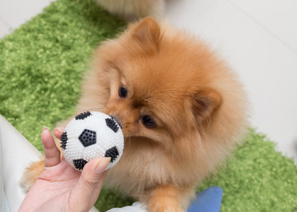 可爱的宠物博美犬狗快乐玩球在家里