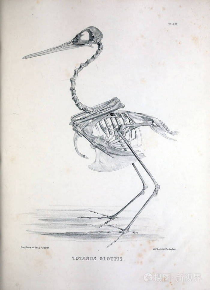 一只鸟的骨架, 插图.osteologia 杆菌, 或, 骨科鸟的剪影1867