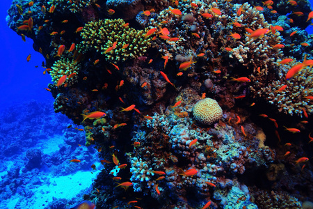 水下的珊瑚鱼