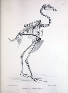 一只鸟的骨架, 插图。Osteologia 杆菌, 或, 骨科鸟的剪影1867