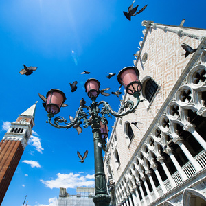 鸟在威尼斯圣马克广场