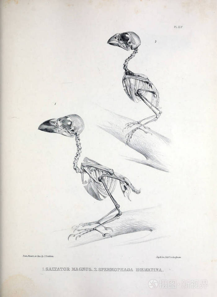 一只鸟的骨架插图osteologia杆菌或骨科鸟的剪影1867