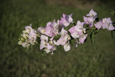 bouganvillea 的花朵