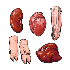 动物肝脏卡通图片