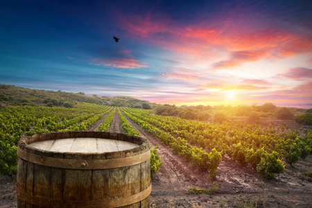 桶上的葡萄园在绿色的托斯卡纳，意大利红酒
