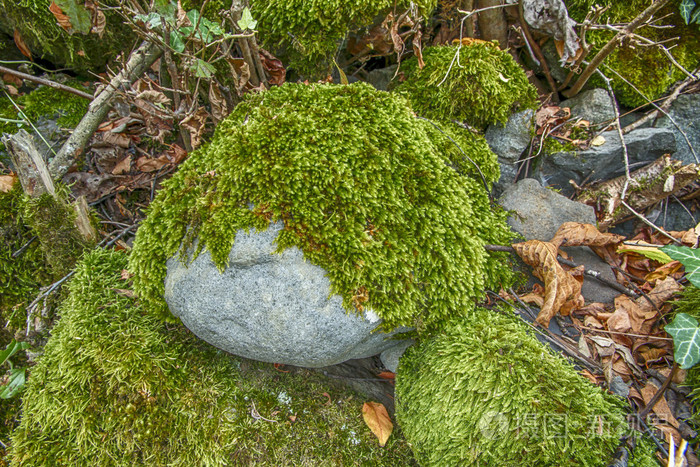 绿色的青苔上石特写
