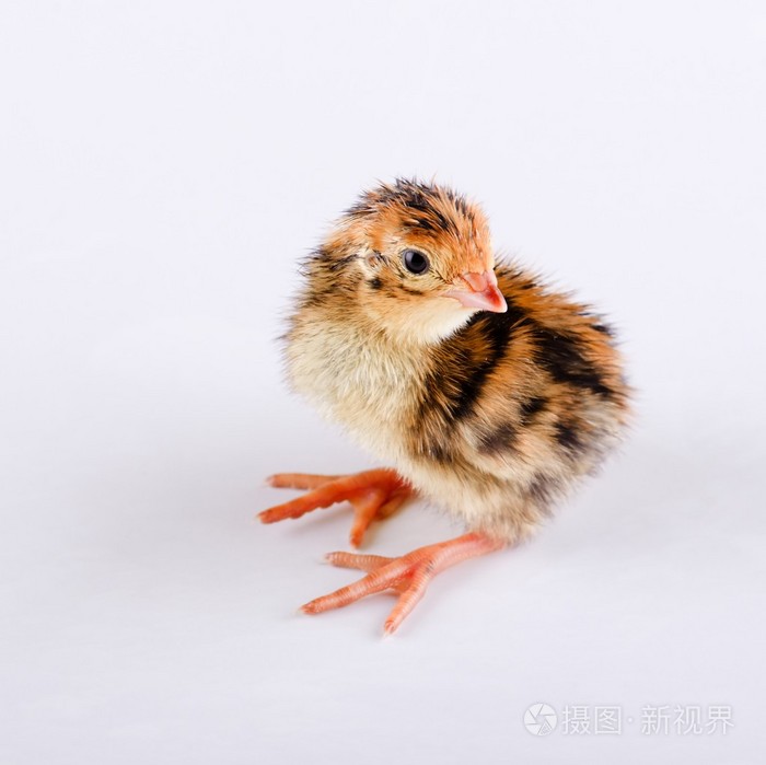 白色木板上一天老的小棕色鹌鹑