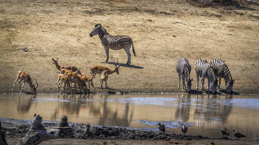 平原斑马和常见黑斑羚南 Af 克鲁格国家公园