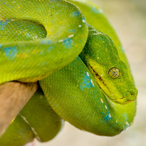 绿树 python