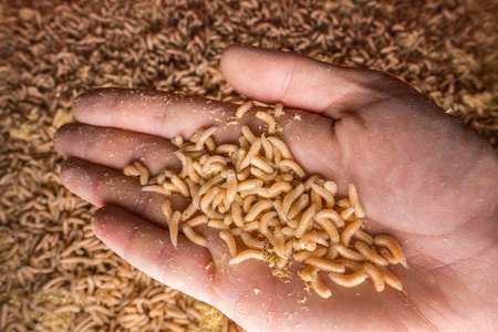 一大堆虫子.鱼饵照片