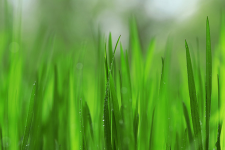 雨后湿漉漉的草地