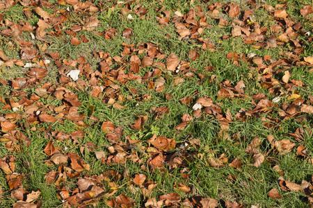 杨树落叶的纹理背景。树叶上的秋天的地毯。杨树的黄秋干叶