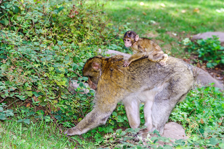 自然森林 macaco 猴