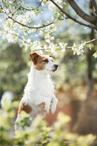 狗杰克罗素梗犬