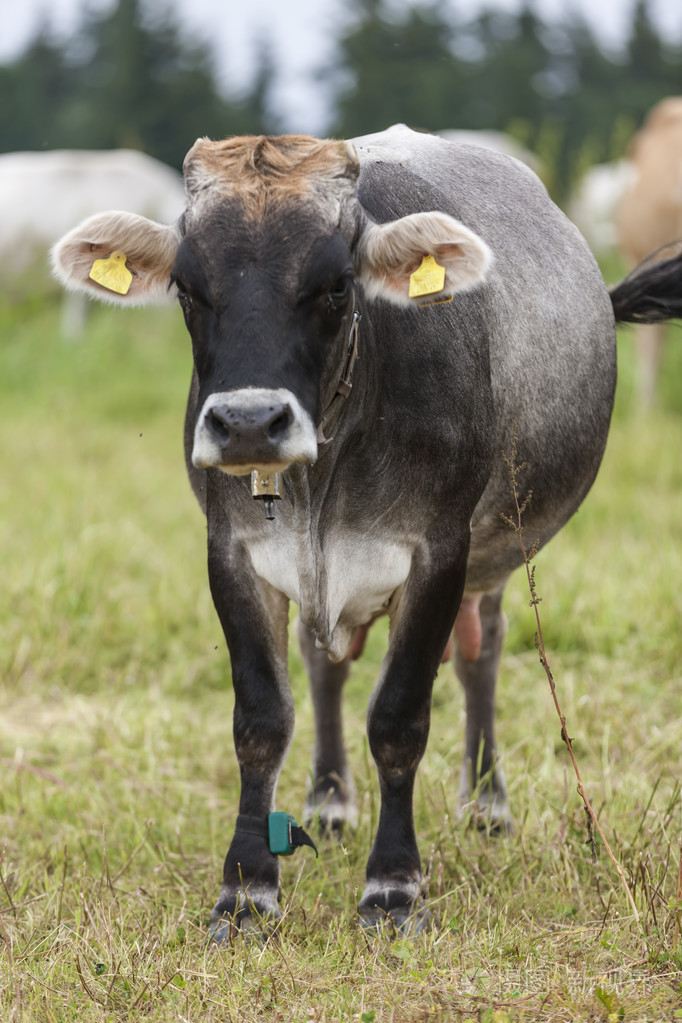 3744*5616px发票合同问题/放牧奶牛动物农场牧场母牛野生动物查看作者