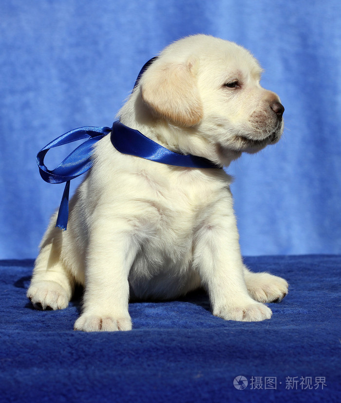 蓝色背景上漂亮的拉布拉多小狗